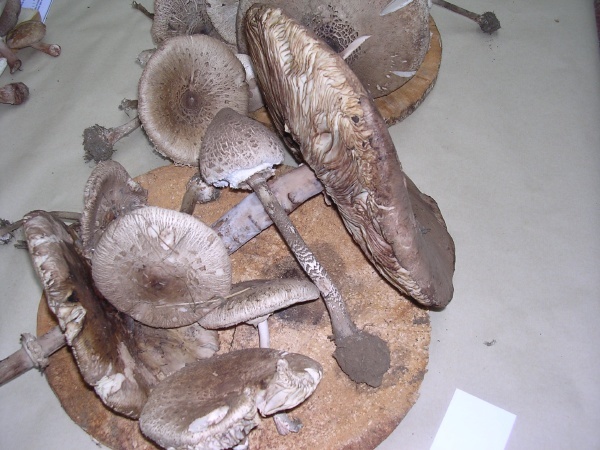 MACROLEPIOTA PROCERA